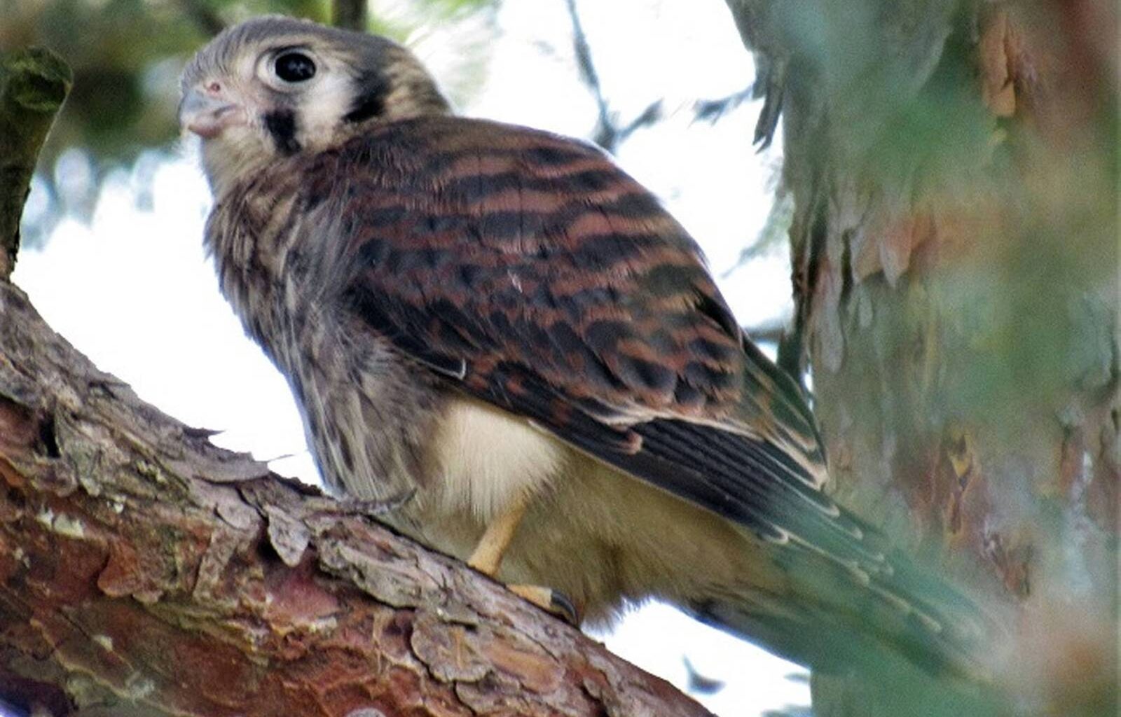 Branching out – Winnipeg Free Press