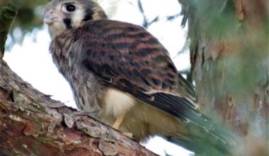 Branching out – Winnipeg Free Press