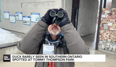King eider spotted at Toronto's Tommy Thompson Park