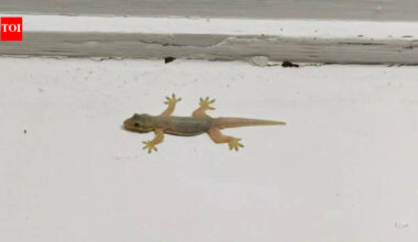 Why do lizards enter homes when summer and weather changes begin |