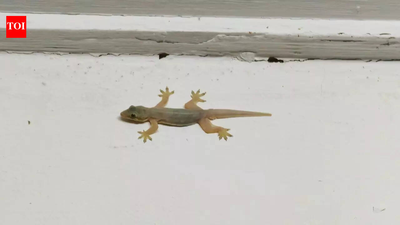 Why do lizards enter homes when summer and weather changes begin |