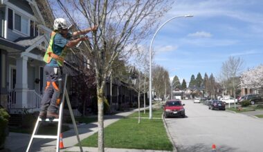 Surrey urges residents to avoid pruning City trees and heavy fines