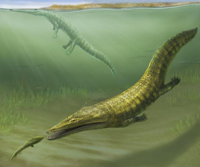 Ancient marine amphibians from Australia