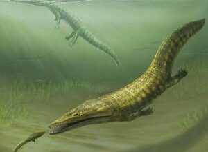 Globe-trotting ancient ‘sea-salamander’ fossils rediscovered from Australia’s dawn of the Age of Dinosaurs