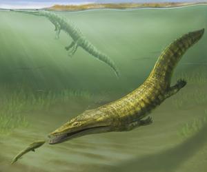 Globe-trotting ancient ‘sea-salamander’ fossils rediscovered from Australia’s dawn of the Age of Dinosaurs