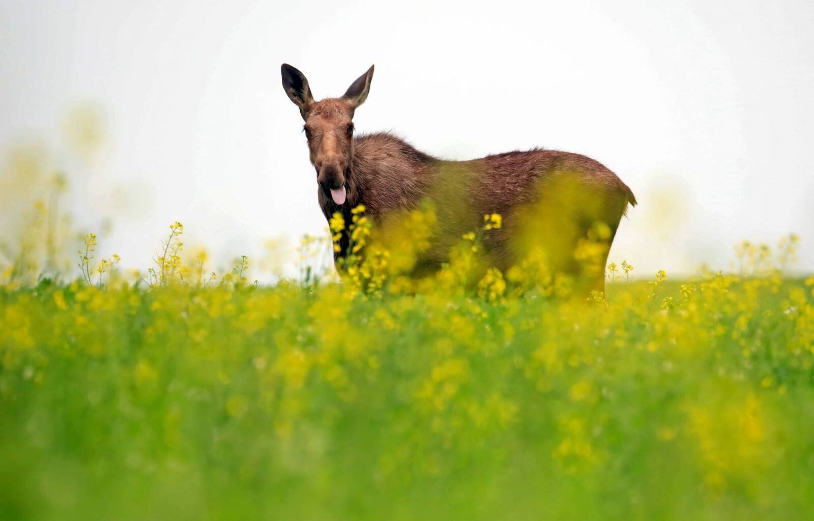 Manitoba urges court to throw out First Nation’s moose-hunt lawsuit – Winnipeg Free Press