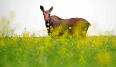 Manitoba urges court to throw out First Nation’s moose-hunt lawsuit – Winnipeg Free Press