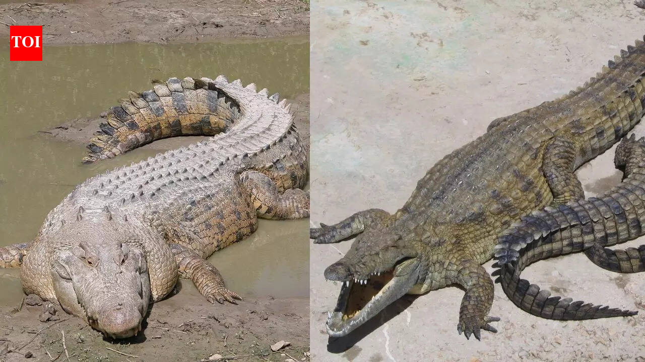 Nile vs Saltwater Crocodile: Which massive reptile truly rules rivers and coasts based on size, hunting style, habitat and more |
