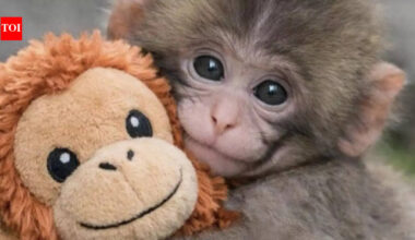 The story of Punch: Abandoned baby macaque in Japan who broke the internet’s heart