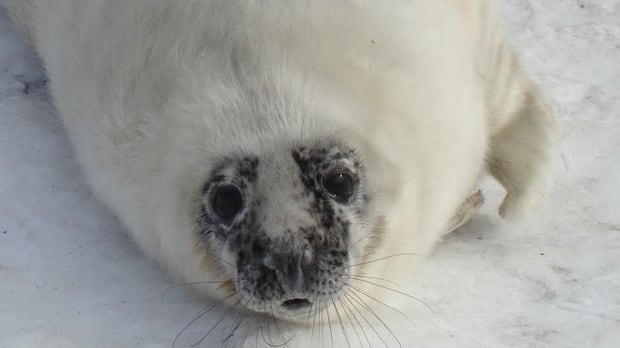 P.E.I. National Park warning against visitors interacting with seals