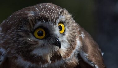 Snowy winter in N.S. pushing tiny saw-whet owls into more populated areas