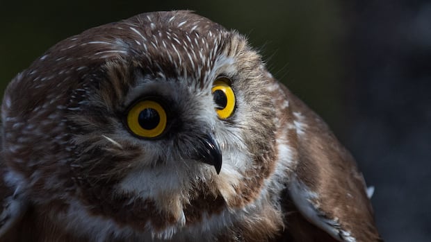 Snowy winter in N.S. pushing tiny saw-whet owls into more populated areas