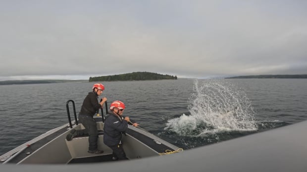 Shrinking cold-water habitat means more whales get caught in nets, research finds