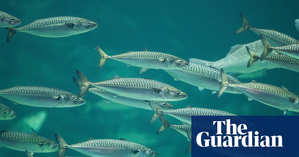 Chronic ocean heating fuels ‘staggering’ loss of marine life, study finds | Marine life