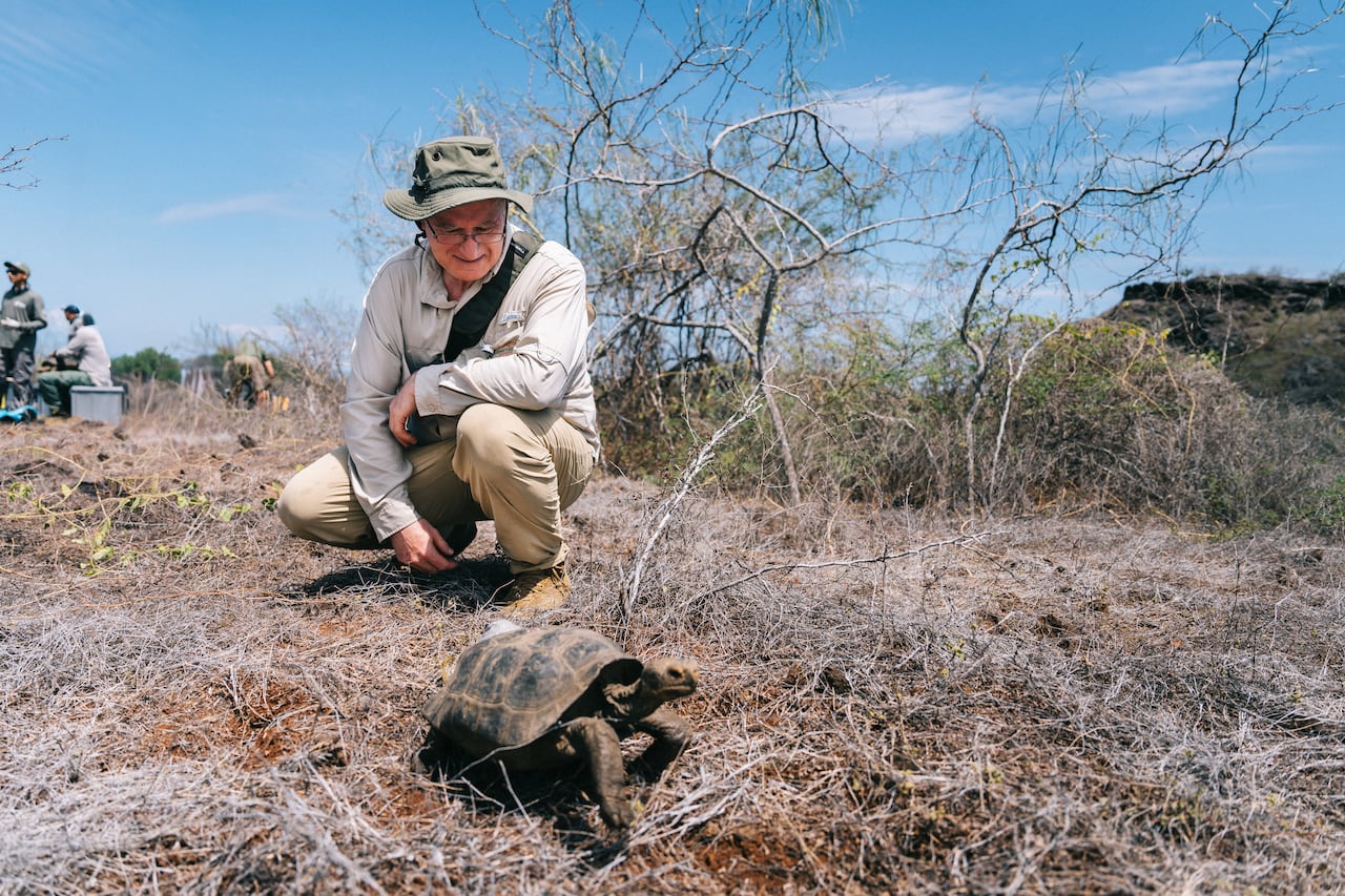 A man crouching behind a giant juvenile tortoise.