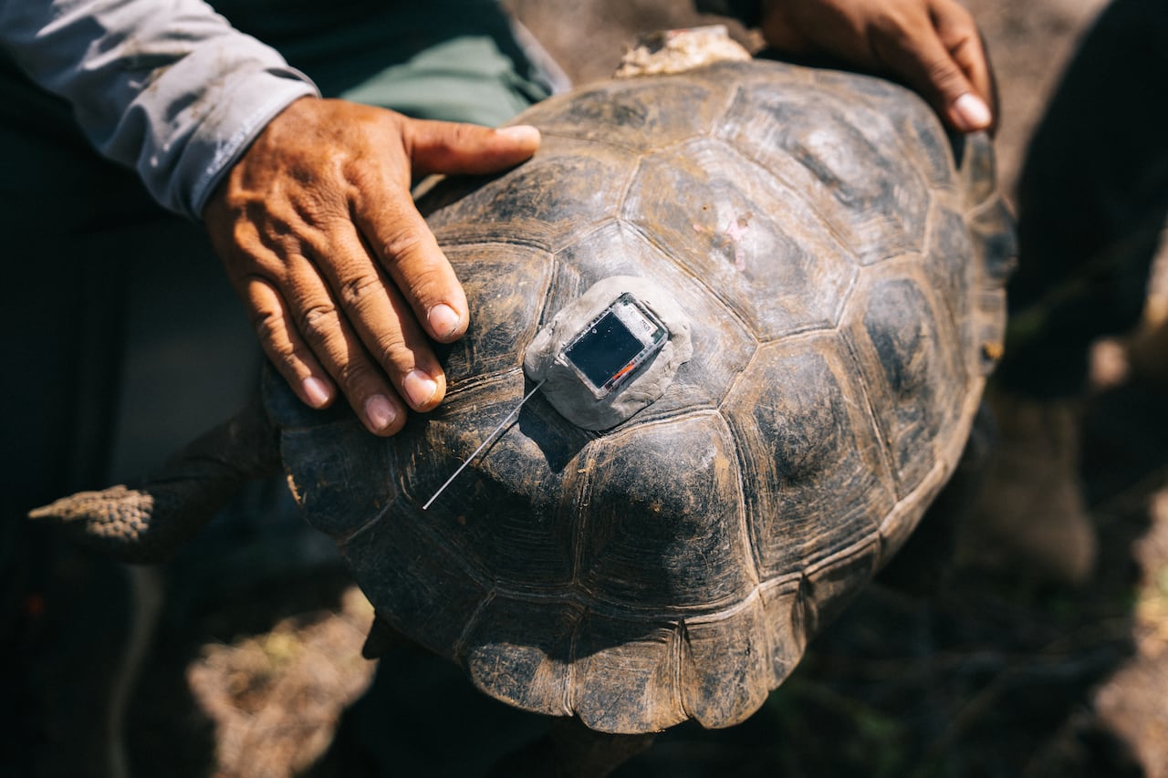 A juvenile giant tortoise with a gps tracker fixed to its shell