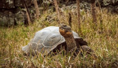 These 'vigorous little tortoises' are the future of their species on a Galápagos island