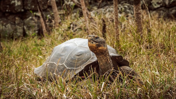 These 'vigorous little tortoises' are the future of their species on a Galápagos island