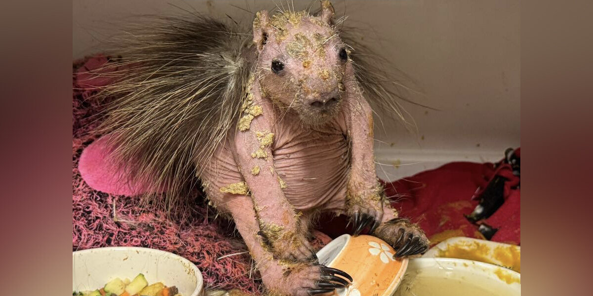Rescuers Can't Help But Gush Over ‘Naked’ Porcupine’s Incredible Comeback