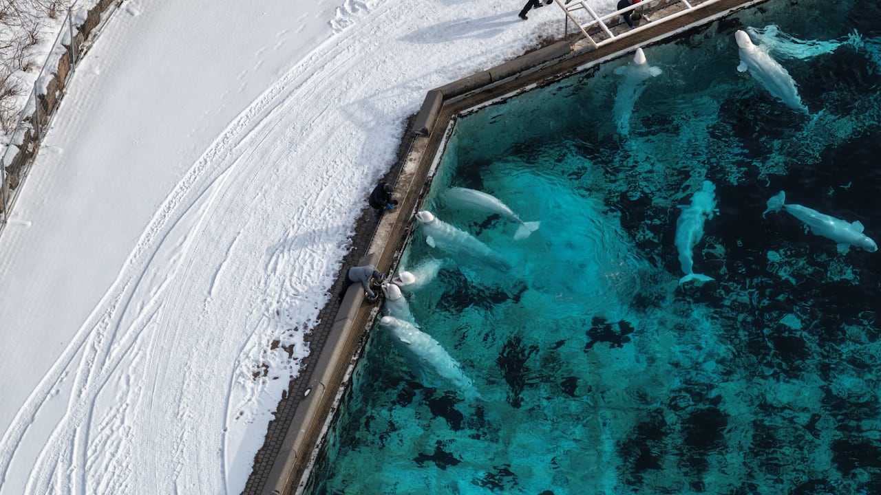 people feeding white whales