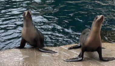 2 sea lions from Marineland get new home at Vancouver Aquarium