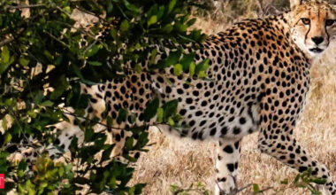 Kuno National Park cheetahs: Eight more cheetahs from Africa to arrive at MP’s Kuno National Park on Saturday