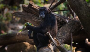 Chimpanzee pee reveals how our primate cousins are getting drunk on fermented fruit