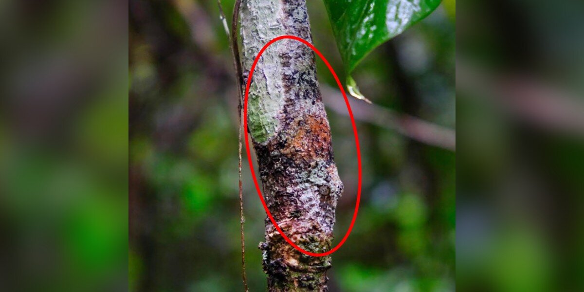 Hiker Stares At Tree For 5 Minutes Trying To Find Animal Hiding In Plain Sight