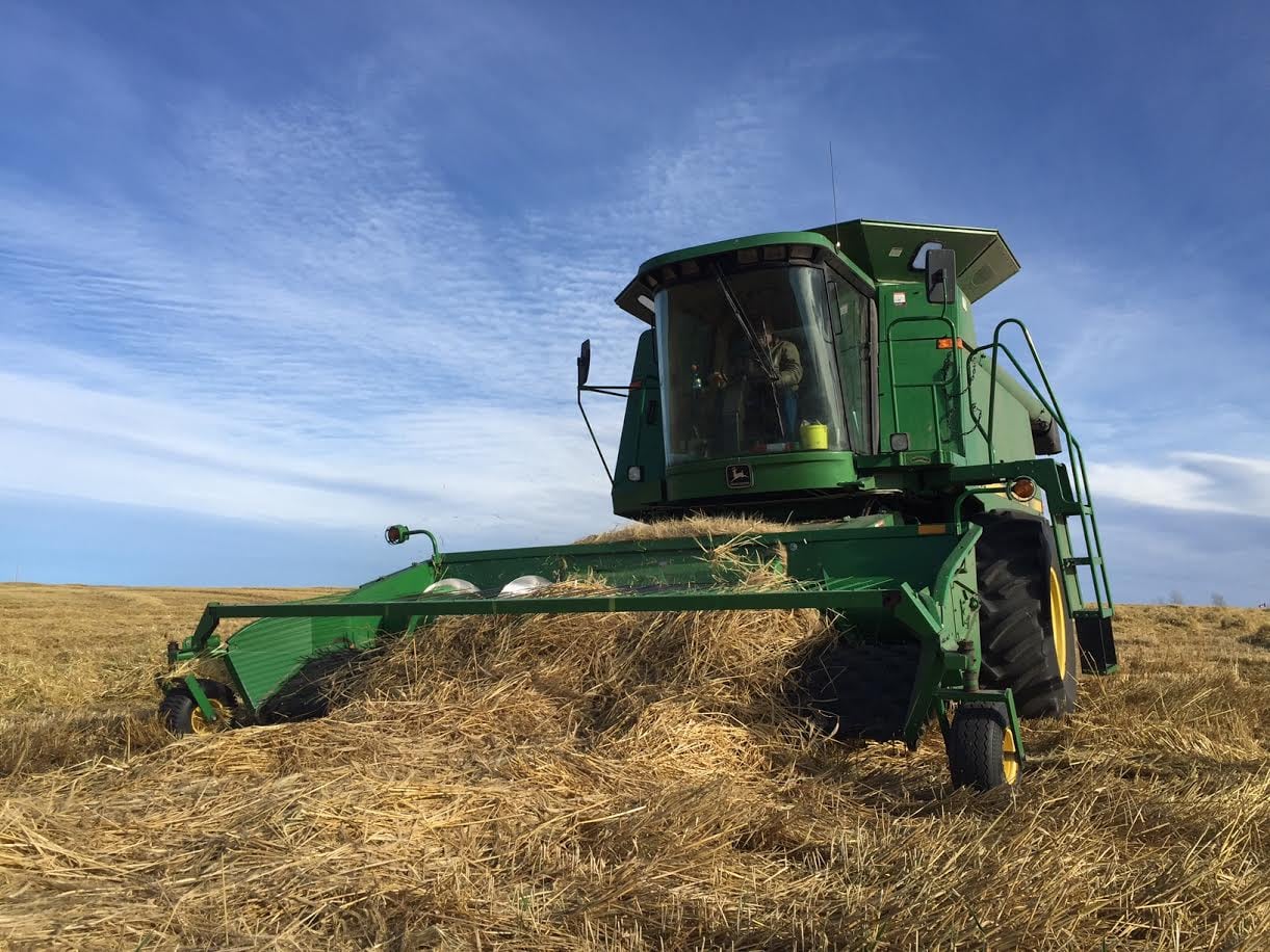 Low angle shot of John Deere combine picking up a swath of grain from a field during harvest.