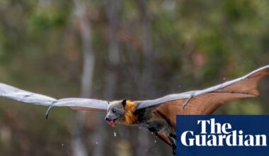 More than 80% of flying fox colony wiped out as January heatwaves kill thousands of bats | Environment