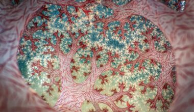 Close-up Photographer of the Year announces 2025 winner