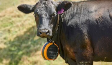 'Phone in one hand, beer in the other, moving cows'
