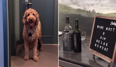 Here’s what a one-night staycation in Toronto looks like with a very large dog