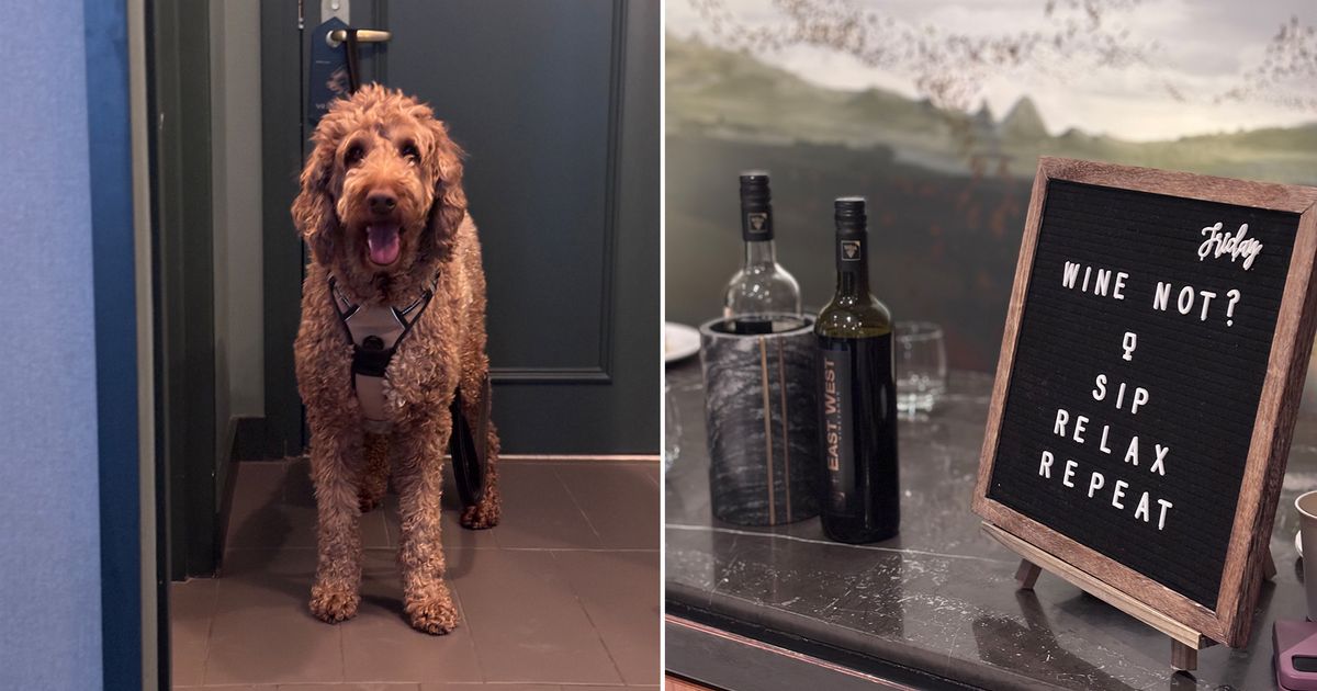 Here’s what a one-night staycation in Toronto looks like with a very large dog