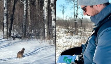 Lynx, bobcats and cougars live in southeastern Manitoba despite rare sightings - SteinbachOnline.com