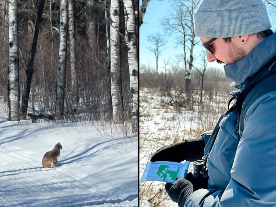 Lynx, bobcats and cougars live in southeastern Manitoba despite rare sightings - SteinbachOnline.com