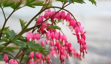 The Magadministration is showing signs of stress