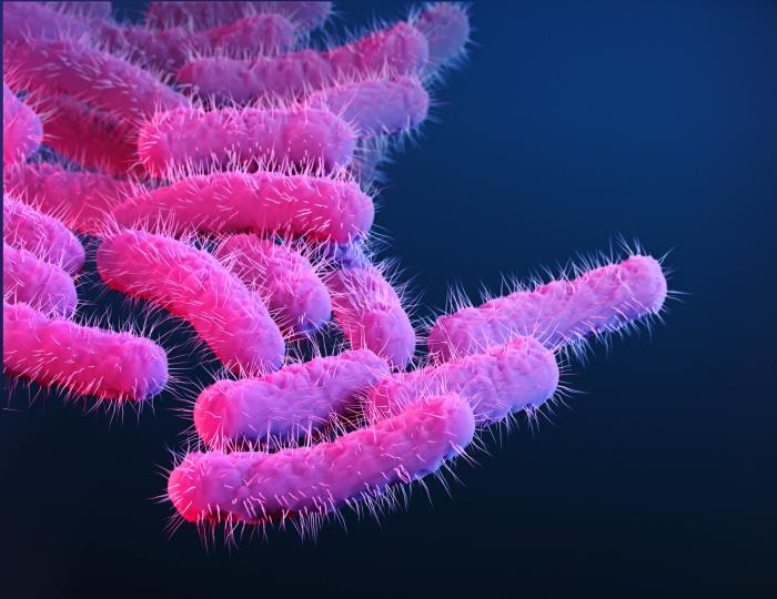 E coli illustration