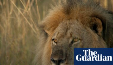 TV tonight: Cecil the lion who was killed by a trophy hunter | Television