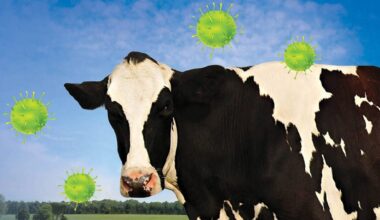Head-on photo of a dairy cow with virus cells hovering around it. Photo: Diane Kuhl_GettyImages