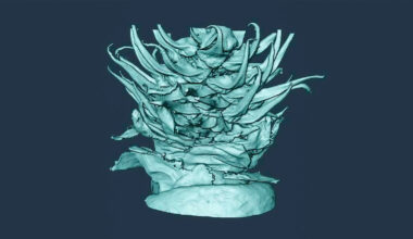 High-tech imaging could improve cultivation of trees essential to Alberta’s forestry industry