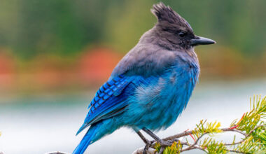 How birding really can change the brain and boost cognition, surprising new study finds