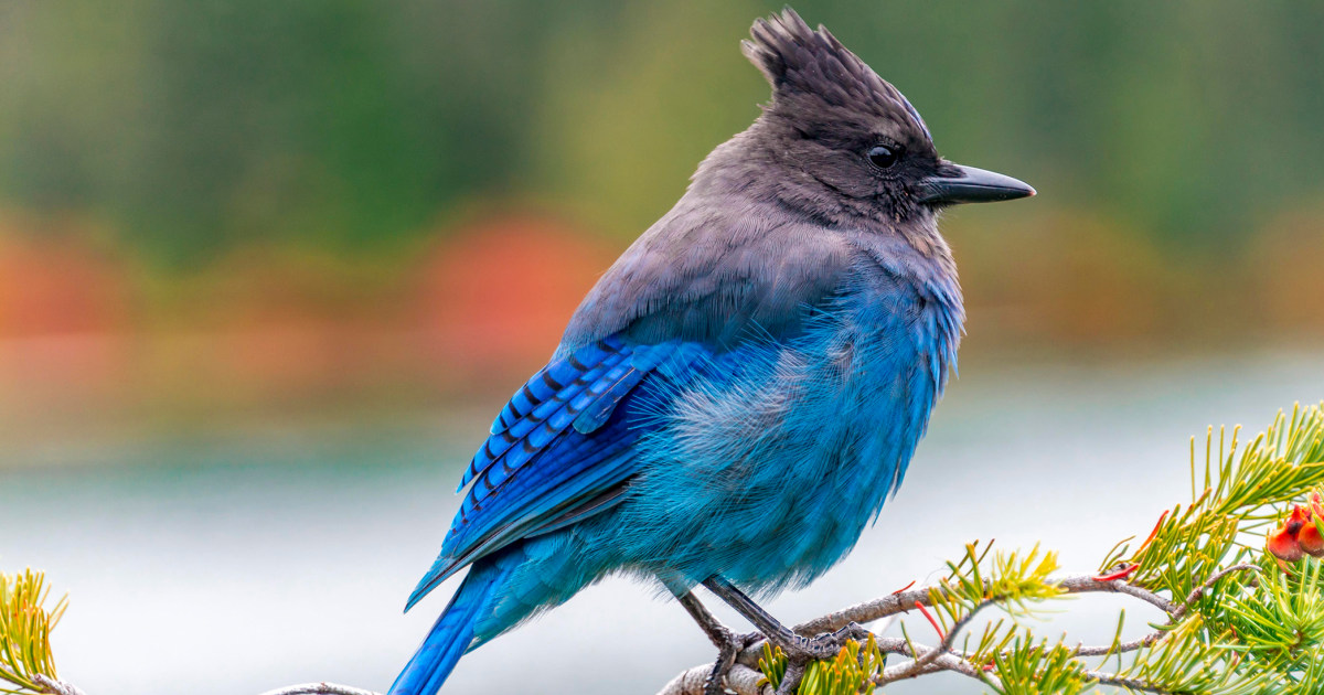 How birding really can change the brain and boost cognition, surprising new study finds