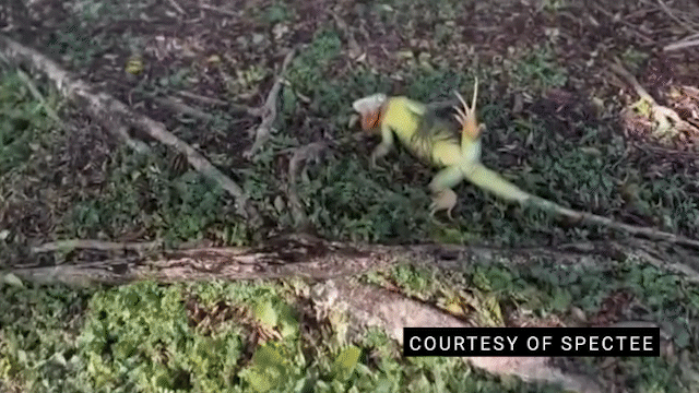 Why Florida is racing to collect frozen iguanas falling from trees