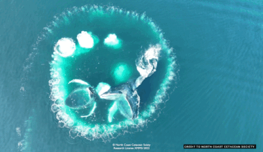 How clever whales school others on catching lunch