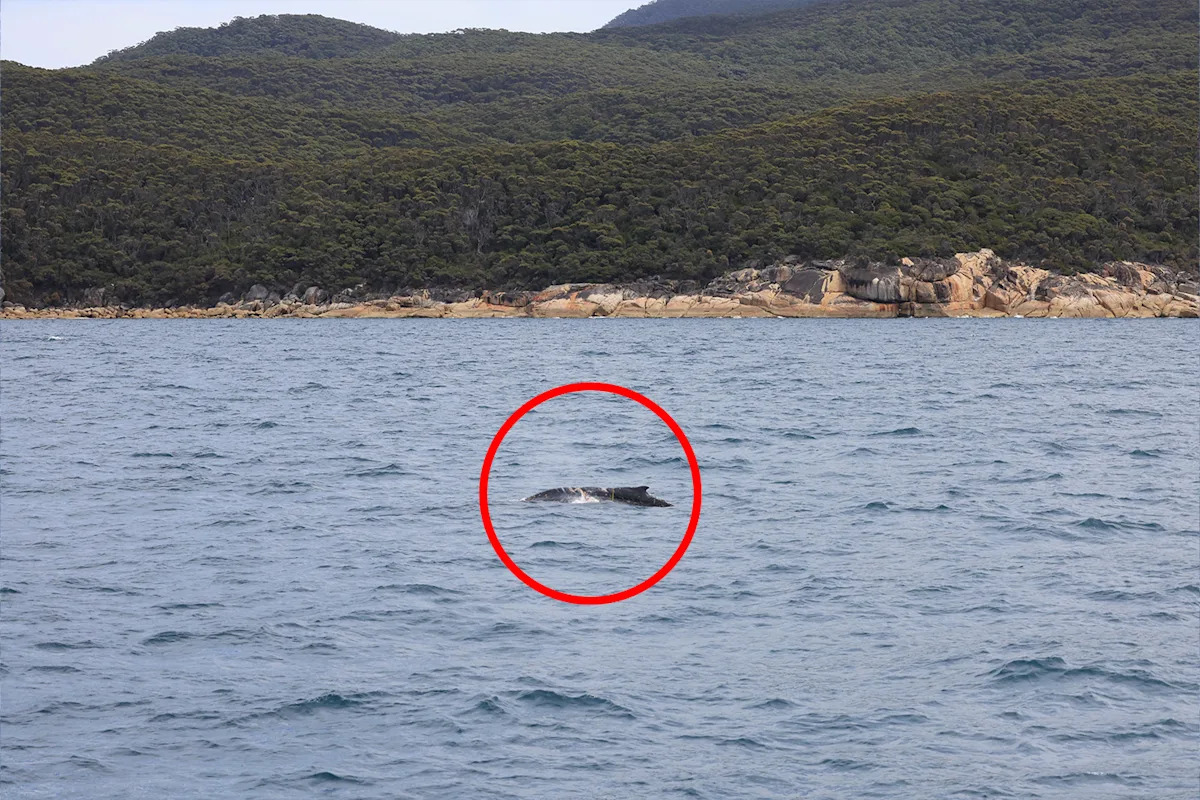 Air crews search Aussie coast after 'unexpected' sighting by tourist boat