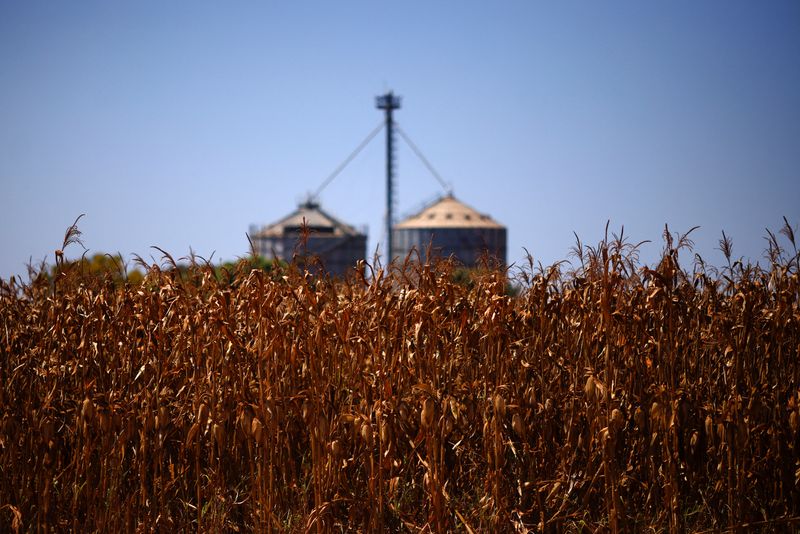 Brazil's Inpasa ramps up exports of dried distillers grains to China
