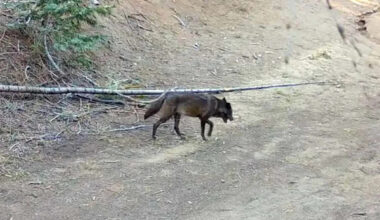 Gray Wolf Seen in Los Angeles County for the First Time in Over 100 Years in 'Historic Moment'