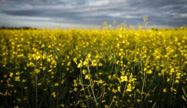 China suspends some canola, seafood tariffs on Canada after Carney visit
