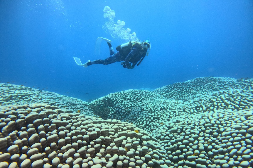 a scuba diver swimming over a coral bed